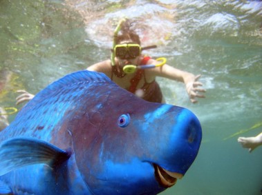 blue-parrotfish